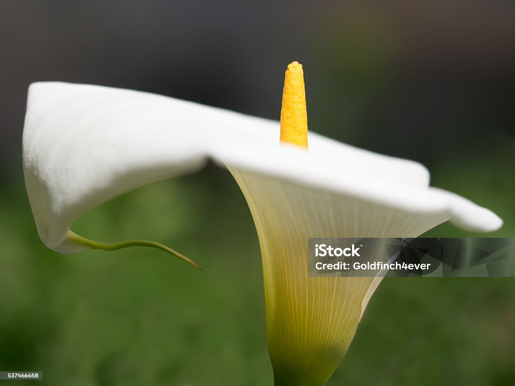 Arum lily detail. Inflorescence. Amazing nature. NB narrow depth of field on spathe, Arum Lily Stock Photo