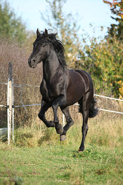 istock Gorgeous black stallion running in autumn 537467119