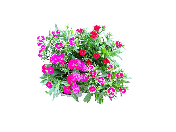 istock home flowers isolated on a white background 537467173