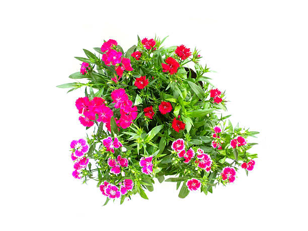 istock home flowers isolated on a white background 537467175