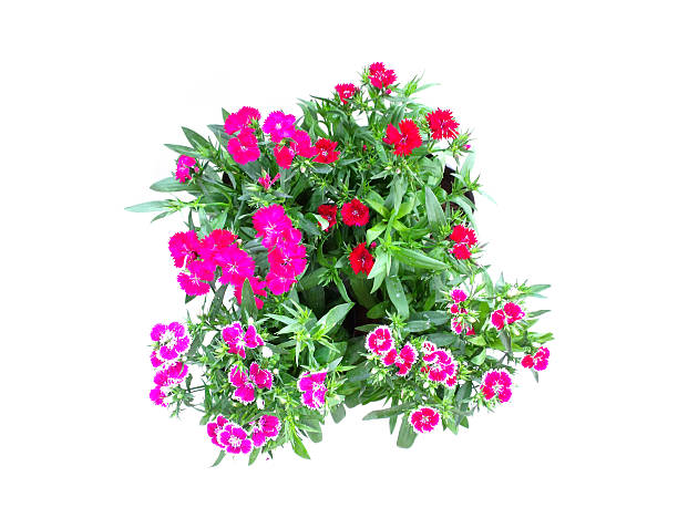 istock home flowers isolated on a white background 537467177