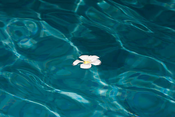 istock Flowers - Plumeria 537467287