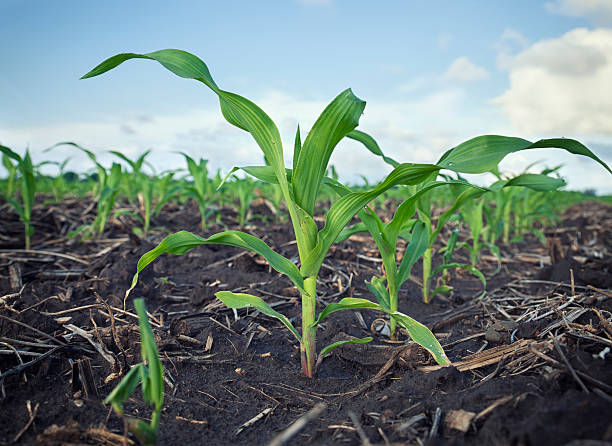 Low Angle View of Young Corn Plants in a Field Low angle view of young corn plants in a field after the rain young animal stock pictures, royalty-free photos & images