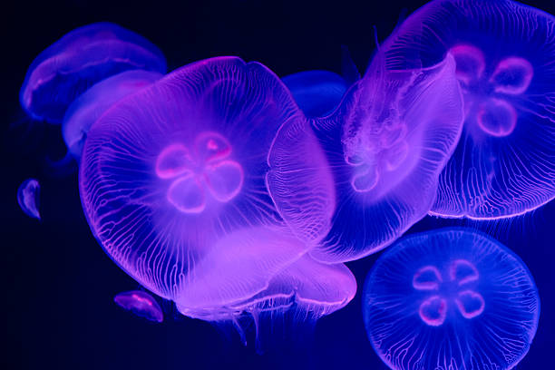 istock Abstract view of Jellyfish underwater 537467570