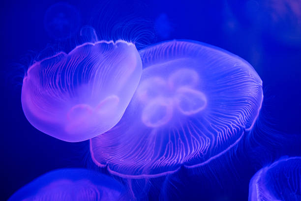 istock Abstract view of Jellyfish underwater 537467728