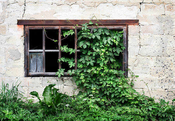 istock Old wooden window with green ivy 537468044