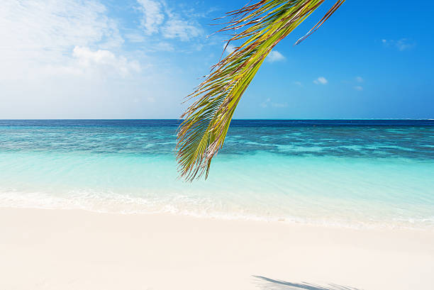 istock Palm leaves and tropical sea 537468162