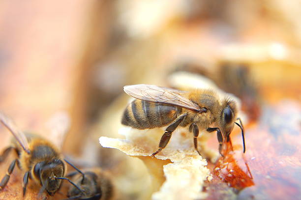 istock Closeup of bees eating honey 537468463