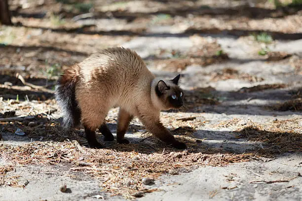 Siamese cat was frightened and hisses in the forest.