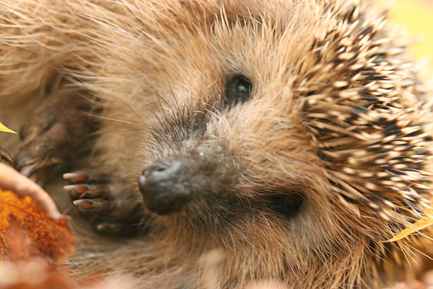 istock hedgehog autumn leaves forest 537468965