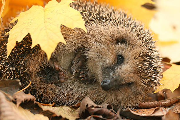 istock hedgehog autumn leaves forest 537468967