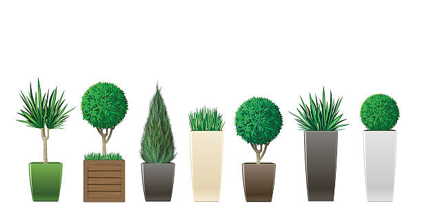 bildbanksillustrationer, clip art samt tecknat material och ikoner med set of potted plants - buxbom