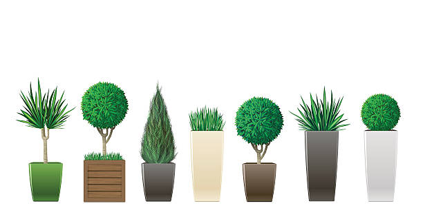 Set of potted plants Set of decorative plants in pots of different sizes and colors in vector graphics thuja occidentalis stock illustrations