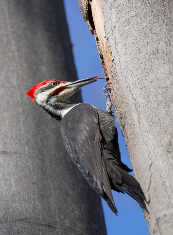 Male Pileated woodpecker(Dryocopus pileatus)