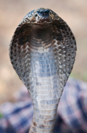 Closeup of a wild Mozambique Spitting Cobra (Naja mossambica) displaying its signature hood