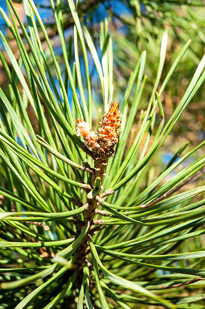 pine brindille sur ciel bleu en arrière-plan. plein air. - nature selective focus green vertical photos et images de collection