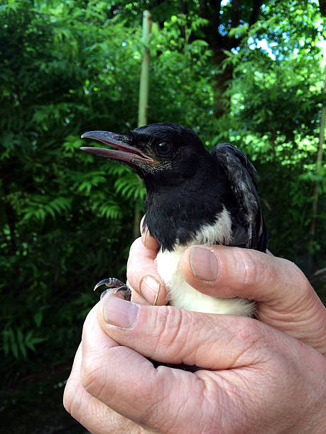 istock little magpie in the hands of a peasant 537470328