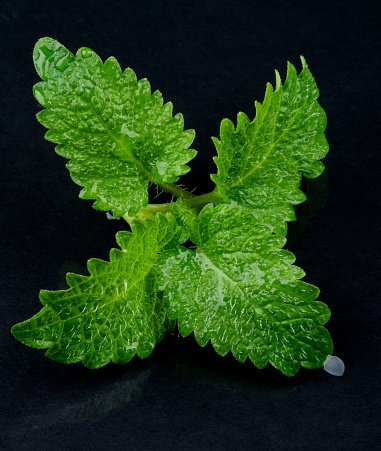 Perfect Raw Fresh Green Mint Leafs with Water Drops isolated on Wet Black Stone background
