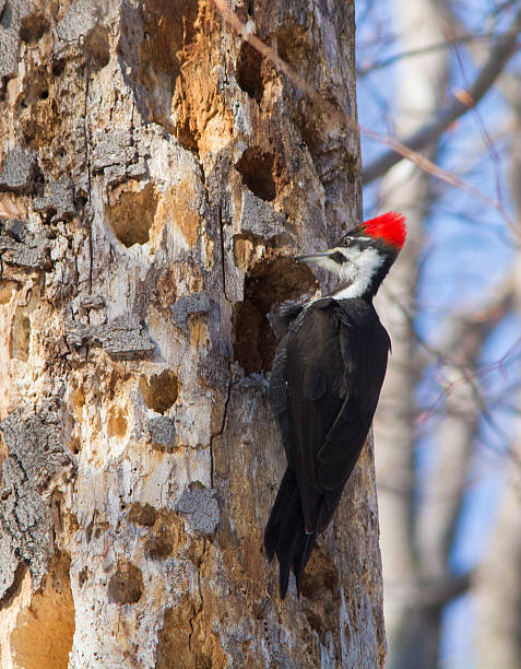 Pileated woodpecker Female Pileated woodpecker(Dryocopus pileatus) pileated woodpecker stock pictures, royalty-free photos & images