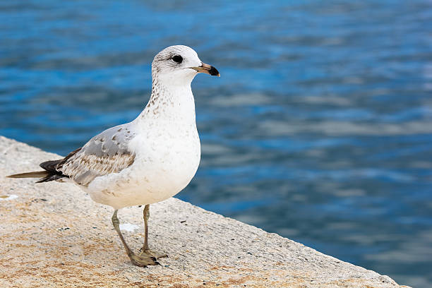 Seagull by water stock photo