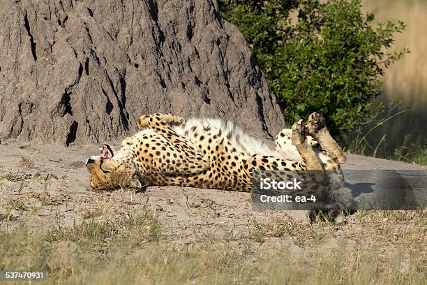 Cheetah Stock Photo - Download Image Now - 2015, Africa, Animal Hair