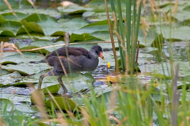 istock JuvenileCommon Moorhen, Gallinula chloropus 537471660