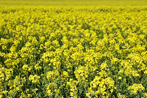 campo con la violación (napus de brassica) (napus de brassica) - fossil fuel biology oilseed rape agriculture fotografías e imágenes de stock