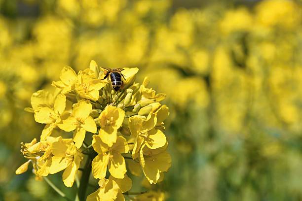 campo con la violación (napus de brassica) (napus de brassica) - fossil fuel biology oilseed rape agriculture fotografías e imágenes de stock