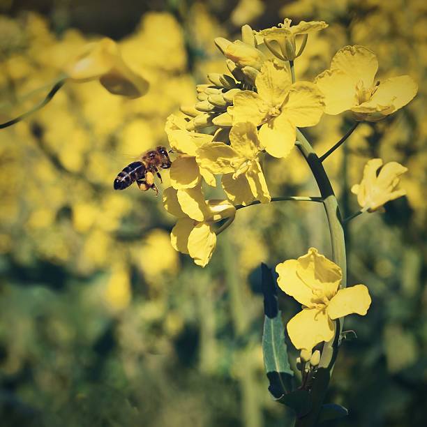 campo con la violación (napus de brassica) (napus de brassica) - fossil fuel biology oilseed rape agriculture fotografías e imágenes de stock