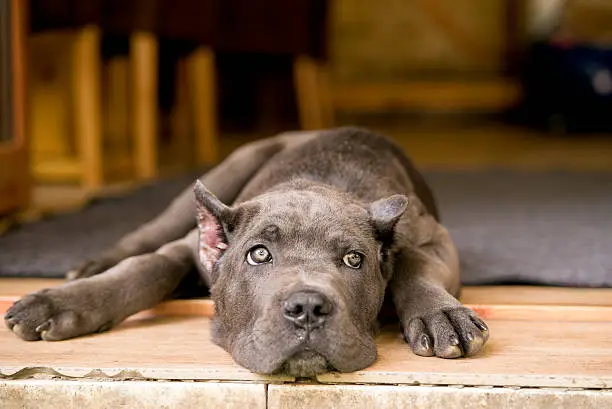 Young cute dog , Cane Corso puppy. beautiful pedigree cane corso