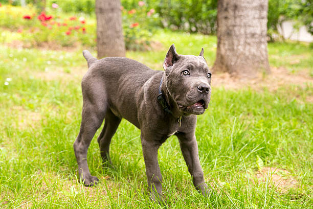 istock Puppy of breed Cane Corso standing 537473302