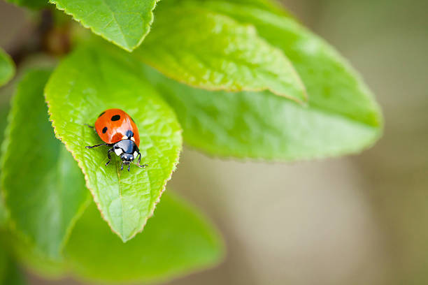 Ladybug Ladybug on green leaf in garden. View with copy space ladybird stock pictures, royalty-free photos & images