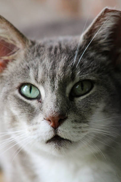 istock Close-up of Cat 537473612