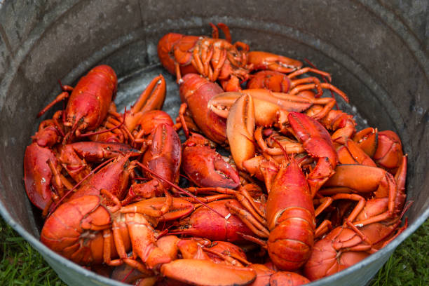 istock Cooked lobsters sitting in a tin pot 537474398