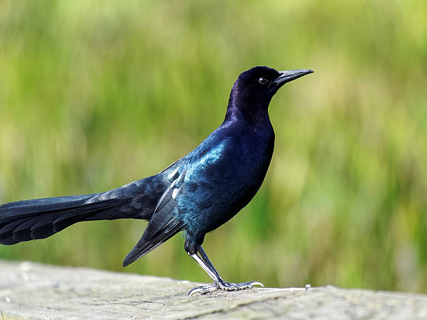 istock Iridescent Male Boat-tailed Grackle Up Close 537474758