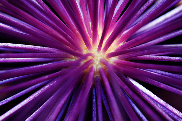 istock Allium the ornamental onion 537475902