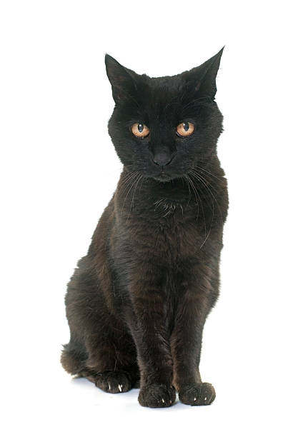 Kucing Hitam Dewasa Foto Stok - Unduh Gambar Sekarang - Anggota