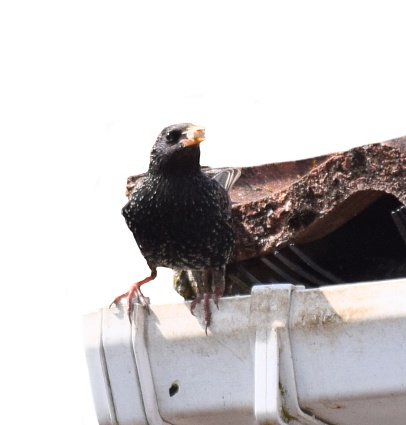 starling bird hold food for chicks nesting