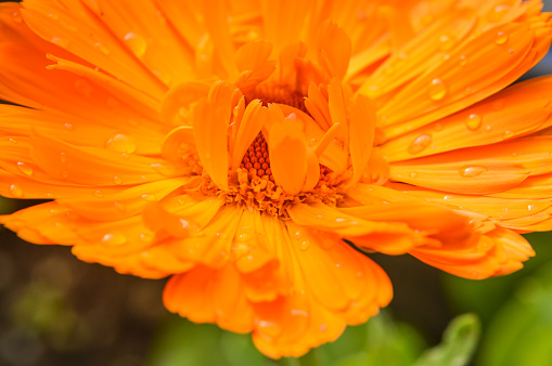 orange calendula flower with raindrops