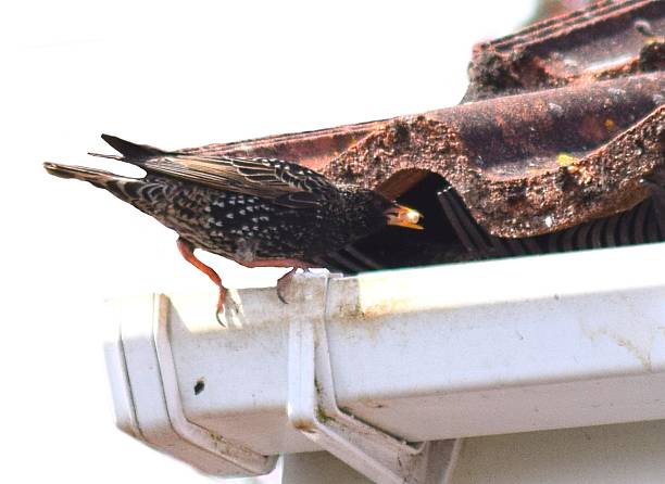 istock starling bird hold food for chicks nesting 537477390