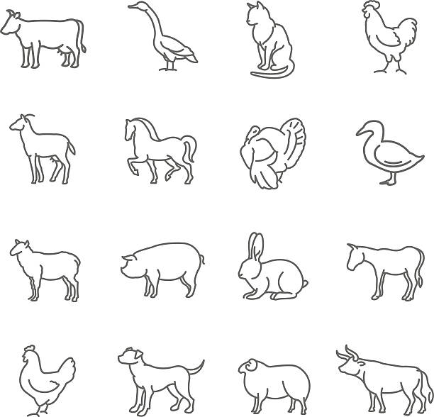 細いラインの農場の動物のベクトルアイコンを設定します。 - chicken isolated poultry animal点のイラスト素材／クリップアート素材／マンガ素材／アイコン素材