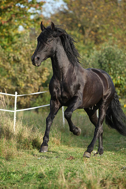 istock Gorgeous black stallion running in autumn 537486497