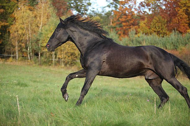 istock Gorgeous black stallion running in autumn 537486523