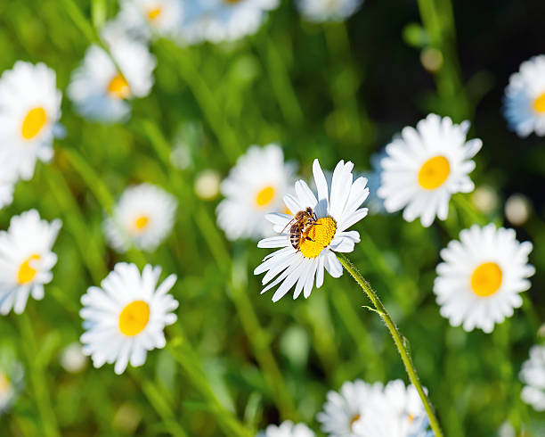 istock Honey bee on white chamomile flowers. 537486555