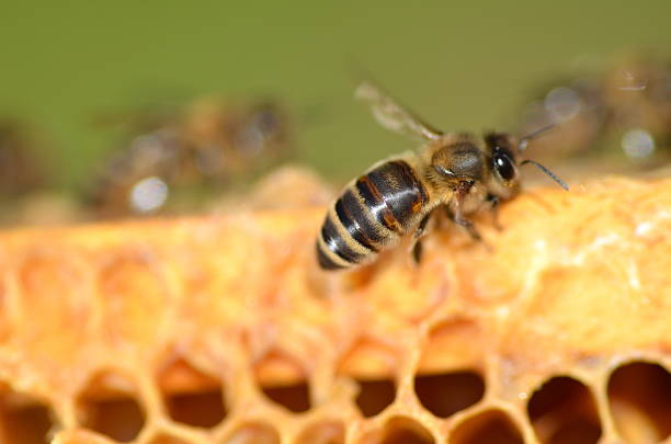 istock closeup of bee on honeycomb 537486941