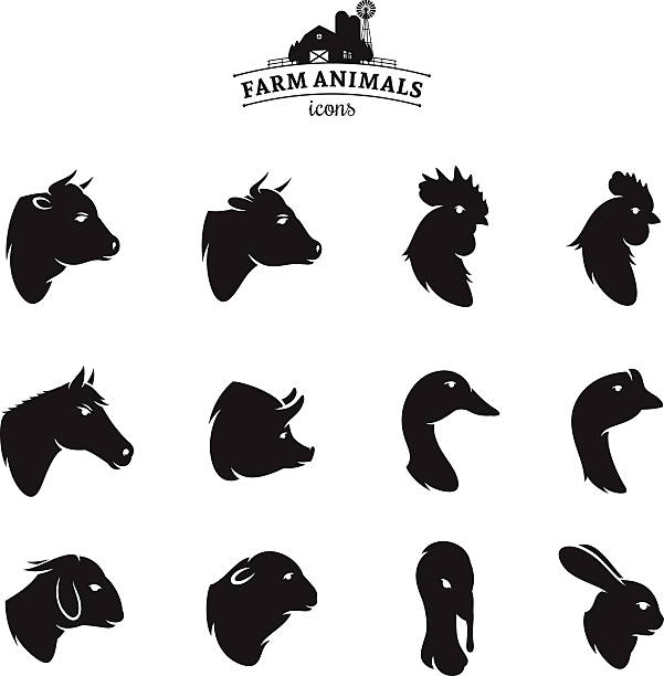 ilustrações de stock, clip art, desenhos animados e ícones de farm animal ícones isolado a branco - lamb young animal sheep livestock