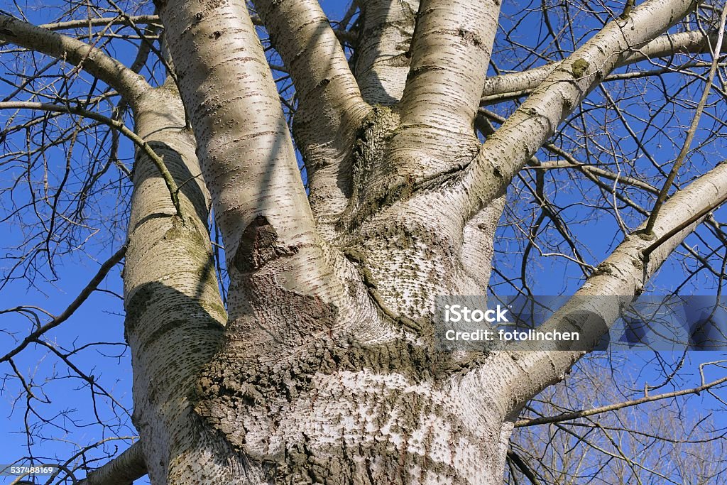 Populus alba Baum-white purse - Lizenzfrei 2015 Stock-Foto