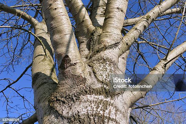 Populus Alba Baumwhite Purse Stockfoto und mehr Bilder von 2015 - 2015, Ast - Pflanzenbestandteil, Baum