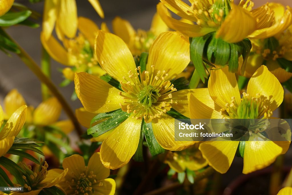 Winter cherry-Eranthis hyemalis - Lizenzfrei 2015 Stock-Foto