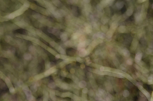 tangled briar soft focus background stock photo